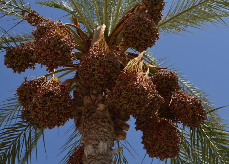 Η χουρμαδιά στην “εξωτική” πλατεία 23ης Μαρτίου